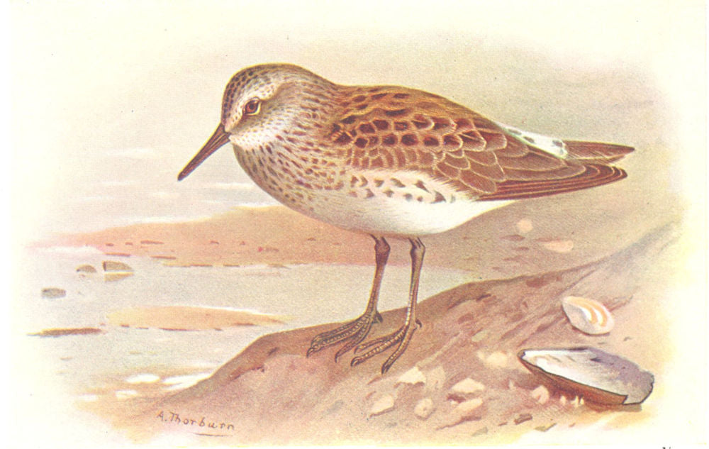 BRITISH BIRDS. Bonaparte's Sandpiper. THORBURN 1925 old vintage print picture
